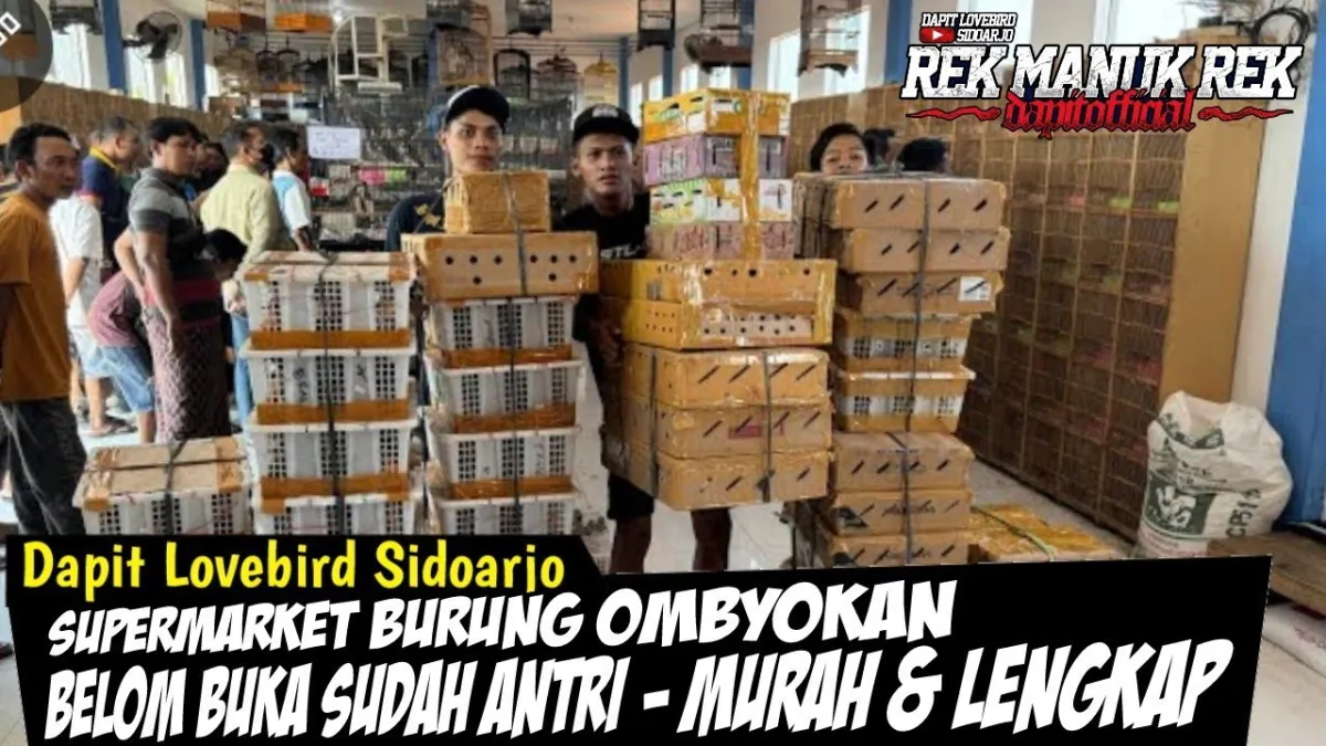 Ombyokan U-Han: Kunci Tradisi Burung Ocehan di Jantung Cilacap